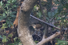 Ortalis poliocephala