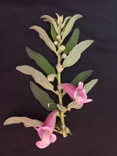 Sesamum radiatum, photograph 5