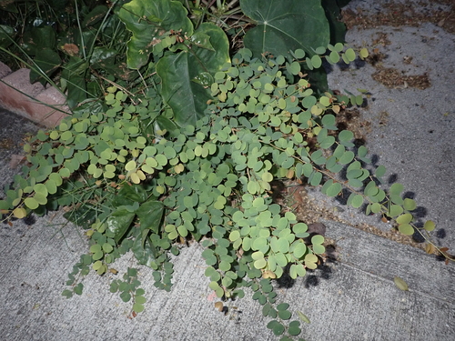Bauhinia, 2023-01-14