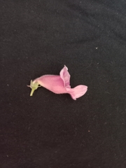 Sesamum radiatum, photograph author not stated, no rights reserved