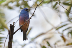 Passerina rositae