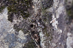 Heteria appendiculata