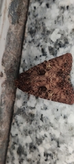 Mamestra brassicae
