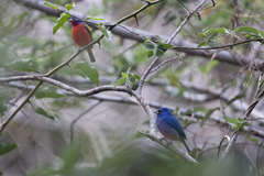 Passerina rositae