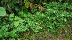 Ertela trifolia