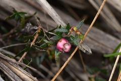 Gaultheria macrostigma