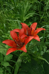 Lilium pensylvanicum