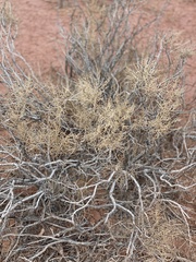 Allenrolfea occidentalis