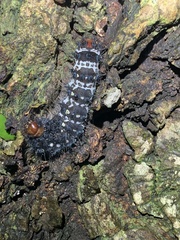 Protogoniomorpha parhassus