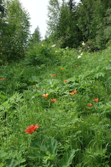 Lilium pensylvanicum