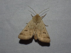 Dichagyris variabilis