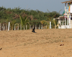 Hirundo rustica rustica