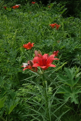 Lilium pensylvanicum