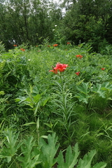 Lilium pensylvanicum