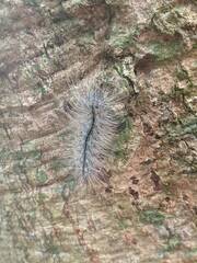 Chrysaeglia magnifica