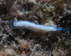 Hypselodoris peasei