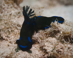 Tambja morosa