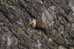 Scoparia minusculalis