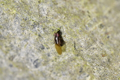 Poecilohetaerella dubiosa