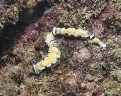 Hypselodoris imperialis