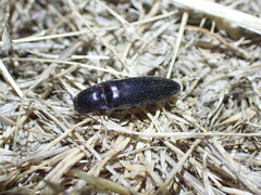 Melanotus longulus oregonensis