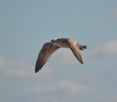 Larus fuscus graellsii