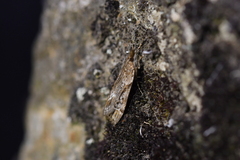 Eudonia chalara
