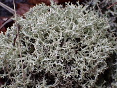 Cladonia dimorphoclada
