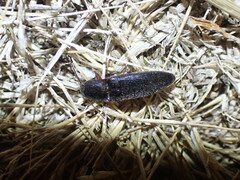 Melanotus longulus oregonensis