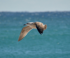 Larus fuscus graellsii