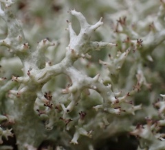 Cladonia dimorphoclada