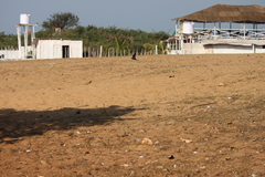 Hirundo rustica rustica