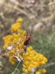 Gminatus
