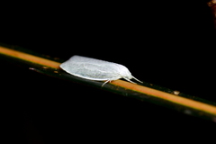 Nymphostola galactina