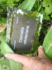 Clematis rehderiana