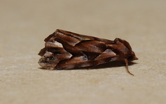 Clytoscopa iorrhoda