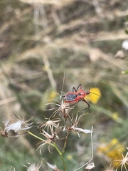 Gminatus