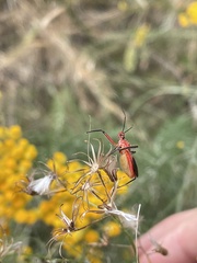Gminatus