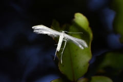 Pterophorus monospilalis