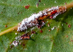 Eriococcus
