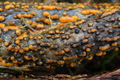 Sordariomycetes