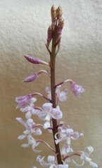 Dipodium pardalinum