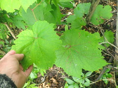 Vitis coignetiae