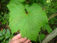 Vitis coignetiae