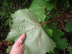 Vitis coignetiae