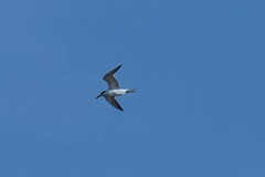 Thalasseus maximus