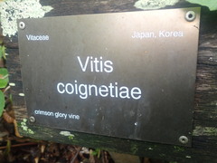 Vitis coignetiae