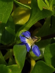 Scaevola calendulacea