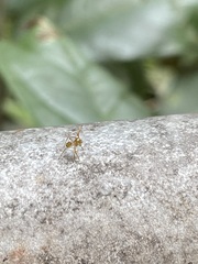 Cosmophasis bitaeniata