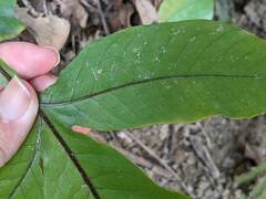 Tectaria harlandii